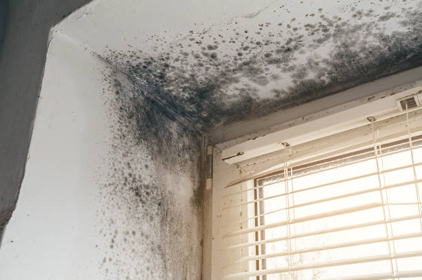 Affordable Mold Remediation solutions in Somerset, NJ